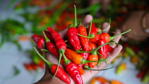 Mendekati Rp100.000 per Kilo, Cabai Rawit Merah Melonjak, Wilayah Timur Tembus Rp155.000
